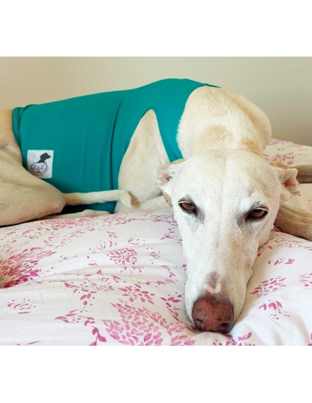 Peto para galgo en lycra azul turquesa